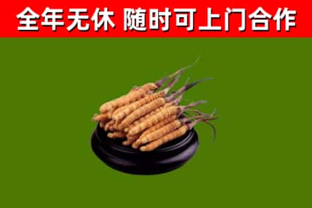 兴文烟酒回收冬虫夏草.jpg